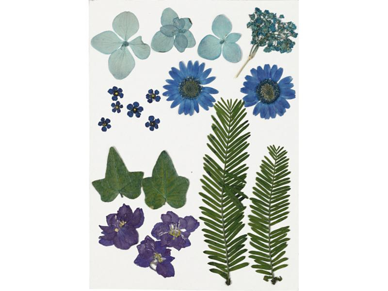 Creativ Company Streudeko Gepresste Blüten und Blätter, Blau, 19 sort., Motiv: Blätter, Blume, Material: Blume, Farbe: Mehrfarbig